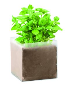 GiftRetail MO9545 - BASIL Compost with seeds "BASIL" Beige